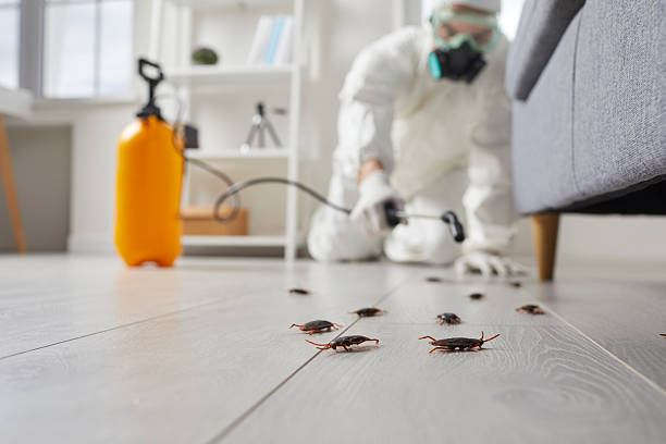 Commercial Rodent Management in Spring City